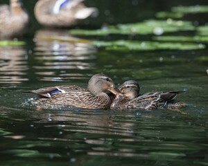 Beautiful wild ducks swim in a pond.