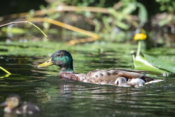 Beautiful wild ducks swim in a pond.