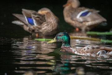 Beautiful wild ducks swim in a pond.