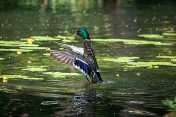 Beautiful wild ducks swim in a pond.
