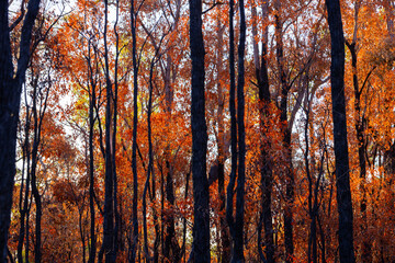 backlit photo of burnt forest area of blackened tree trunks and orange leaves