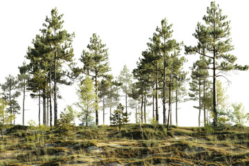 Fototapeta premium Beautiful forest view featuring tall pine trees against a clear sky, portraying the beauty of nature and tranquil outdoor scenery.
