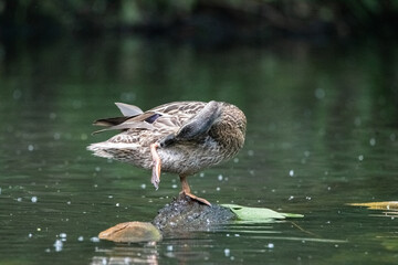 Beautiful wild ducks swim in a pond.