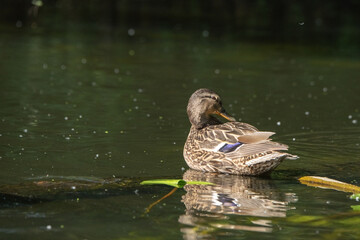 Beautiful wild ducks swim in a pond.