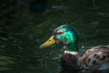 Beautiful wild ducks swim in a pond.