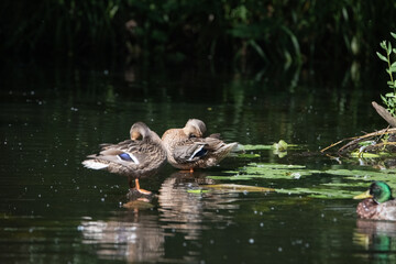 Beautiful wild ducks swim in a pond.