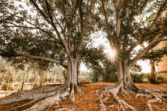 Historic fig trees with sunburst at Moama, NSW Australia