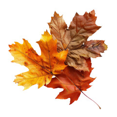 autumn leaves isolated on transparent backround