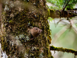 森の中で苔の生えた木に留まっているミソサザイ