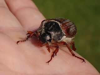 The common cockchafer (Melolontha melolontha), also known as May bug or May beetle, female walking on a human hand