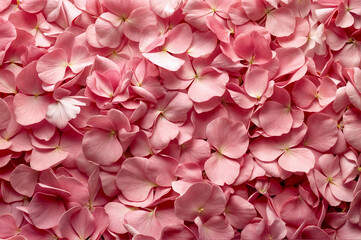 Obraz premium pink red rose petals pattern seen from above flower wallpaper wedding background 