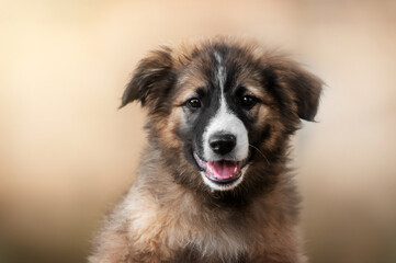 funny mixed breed dog beautiful portrait on blurred glossy background warm colors puppy walk
