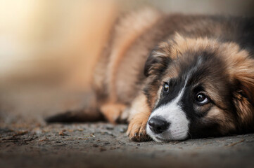 funny mixed breed dog beautiful portrait on blurred glossy background warm colors puppy walk