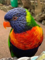 Rainbow lorikeet parrot