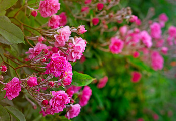 A bush of beautiful pink rose background