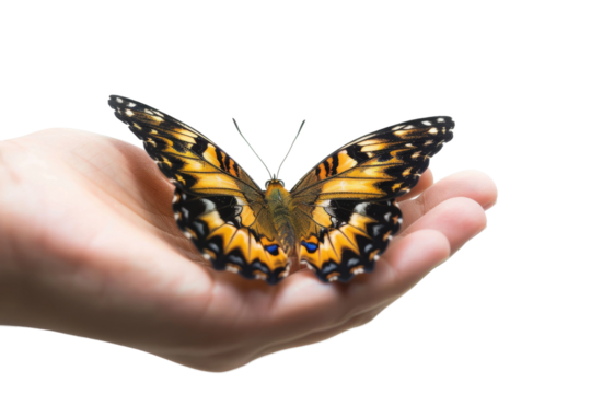 Butterfly Perched on Palm Isolated on Transparent Background