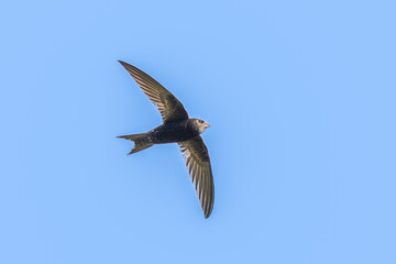 Obraz premium Common Swift in flight in the morning light