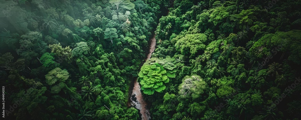 Poster Aerial view of a winding pathway through a lush green forest, enveloped in mist. The path meanders through dense tropical foliage in a serene setting.