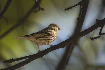 European Serin perched on a tree branch in the morning light