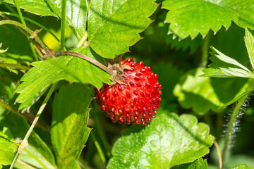Close up of Fragaria vesca, the wild strawberry in June in the meadow