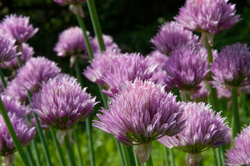Plants with flowers of Chives (Allium schoenoprasum)