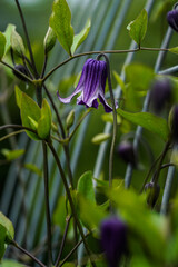 Purple and white, bell shaped flowers on a clematis plant.