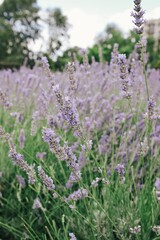 field of lavender