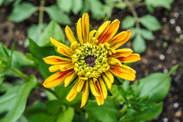Large, multi layer rudbeckia flower. Orange and yellow flower growing in an outdoor garden space.