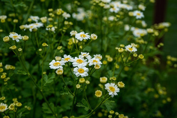 Small white flowers of a Feverfew plant. Flowers fill the image.