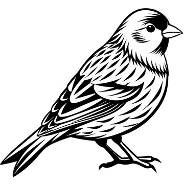 black and white bird portrait clip art preview