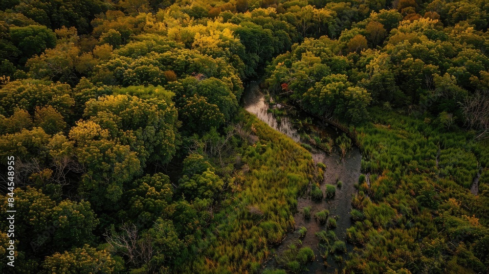Poster aerial view of a dense forest with a winding path cutting through lush greenery and vibrant foliage 