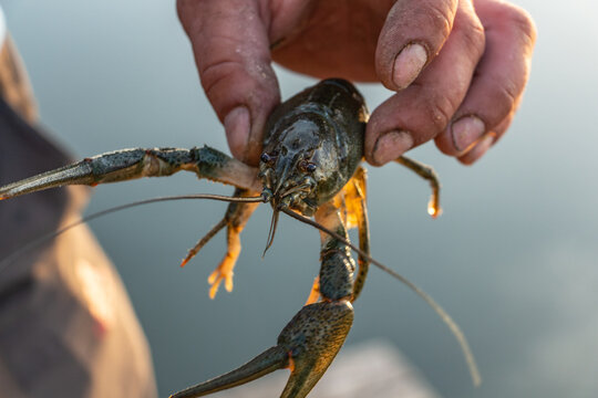 Catching crayfish while fishing, crayfish close-up