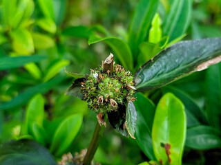 Plantzoin Head Leucas Guma Leucas cephalotes Live Plant