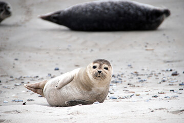 Naklejka premium D-Helgoland-Seehunde
