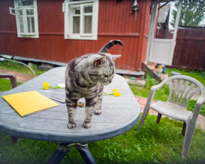 naughty cat on a table