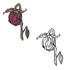 Dried rose isolated on white background. Realistic rose. Drawing with line art style. Dead flower Vector illustration