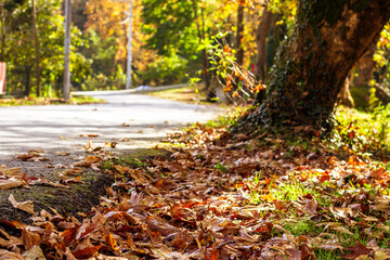 A serene autumn road covered with fallen leaves, symbolizing the journey and passage of time.