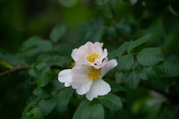 single-petaled pink rose cluster with foliage close-up