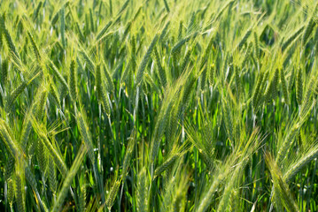 Field of green barley, agricultural concept.