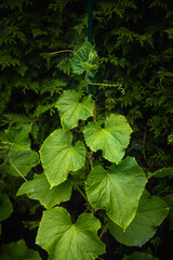 Flowers and ovaries of young cucumbers, young plants and shoots, elective focus