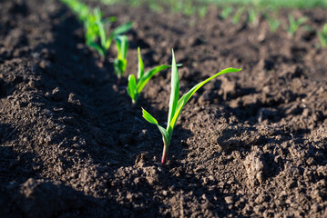 A young corn plant in a cultivated field.