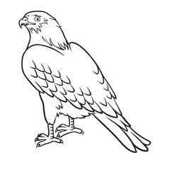 Cartoon hawk drawing with line art style. Simple design outline style. You can give color you want. Easy to edit. Falcon vector illustration