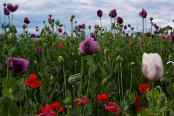 Purple colored opium poppy field weeded with red poppies