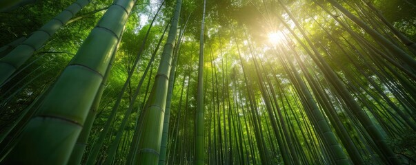 Tranquil bamboo forest with sunlight filtering through green foliage, creating a serene and peaceful natural landscape.