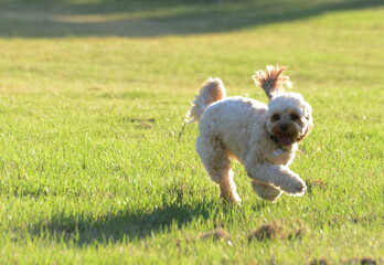 A cute running poodle