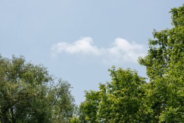 trees in spring with blue sky, clouds, and space for copy