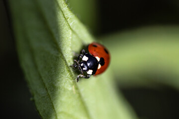 Ladybug on green leaf close-up, macro