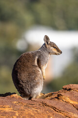 Rock wallaby in the Olive Pink Botanic Garden, Alice Springs, NT, Australia