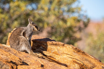 Rock wallaby in the Olive Pink Botanic Garden, Alice Springs, NT, Australia