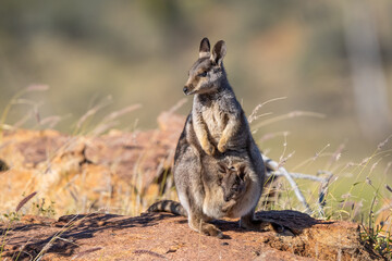 Rock wallaby with joey, Olive Pink Botanic Garden, Alice Springs, NT, Australia